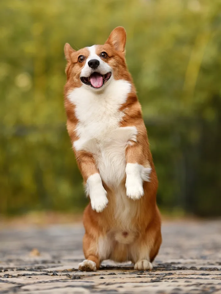 Pet entrance